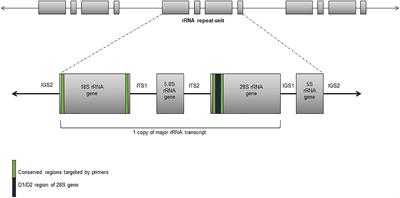 A New Age in Molecular Diagnostics for Invasive Fungal Disease: Are We Ready?